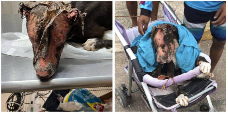 Queman viva a perrita con gasolina en Playa del Carmen