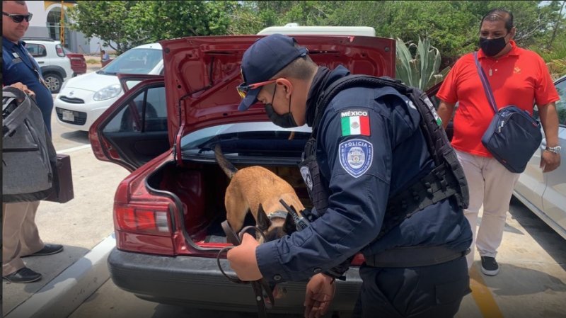 Realizan operativo con binomios caninos en la zona hotelera de Cancún