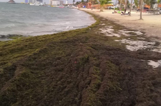 recala sargazo en varios puntos de zona hotelera