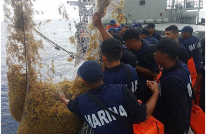 Refuerza Marina acciones contra el sargazo en Quintana Roo
