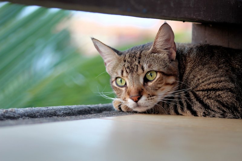 Registran a 6,500 mascotas en Cancún