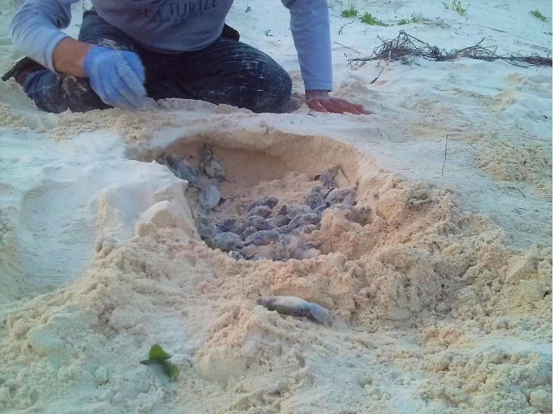 Registran los primeros nidos de tortugas en el campamento de Punta Sur
