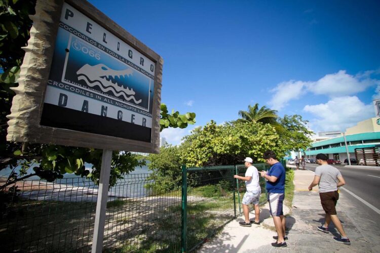 Se necesita programa permanente para prevenir ataques de cocodrilos en Laguna Nichupté