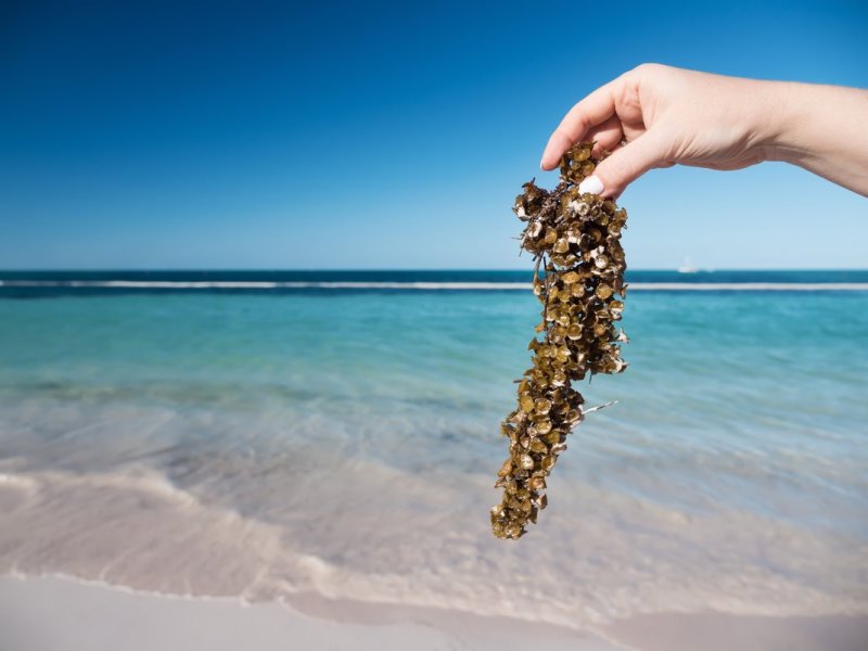 Se prevé poco sargazo en las playas del caribe mexicano durante este 2023