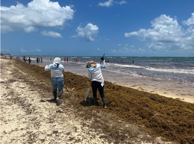 Se refuerzan acciones contra el sargazo en Quintana Roo
