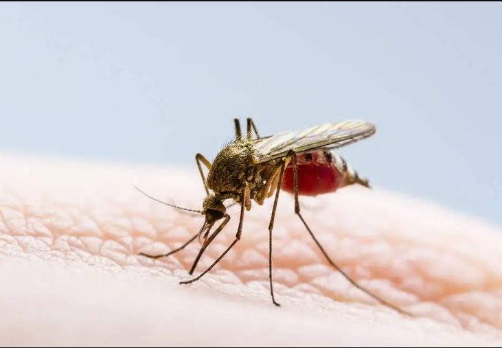 Se registra la primera muerte por dengue en Quintana Roo