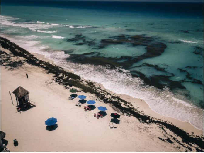 Se reporta presencia de sargazo moderado en playas de Quintana Roo
