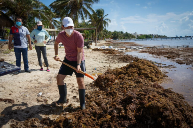 Se sancionara a concesionarios que no limpien sargazo en Playa del Carmen