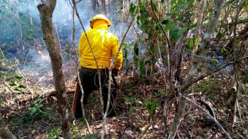 Se trabaja arduamente para atender incendios y proteger flora y fauna de Quintana Roo