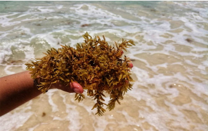 Secretaria de marina prevé recale excesivo de sargazo en Quintana Roo