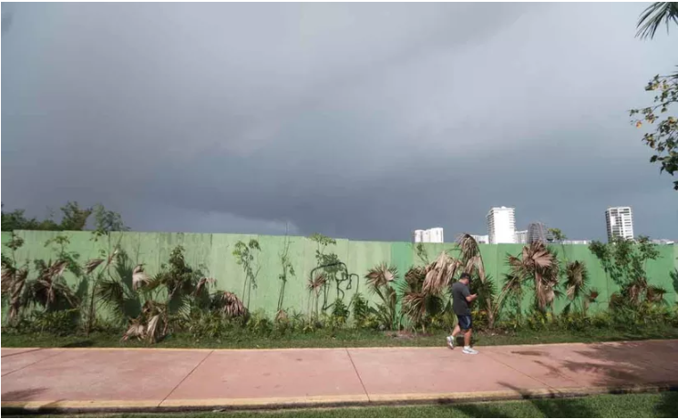 Siembran palmas chit tras desmonte y relleno de manglar en desarrollo Luximia