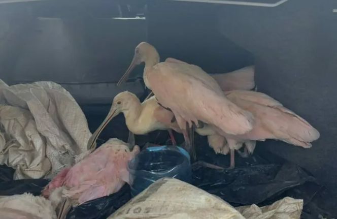Son rescatadas 10 aves exoticas en Playa del Carmen
