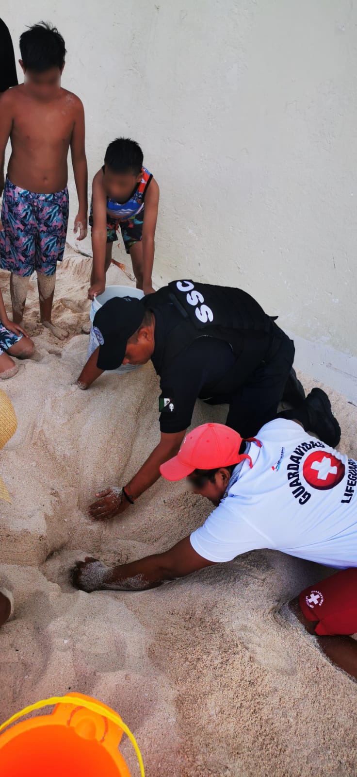 SSC apoya en la protección de playas y resguardo de huevos de tortuga