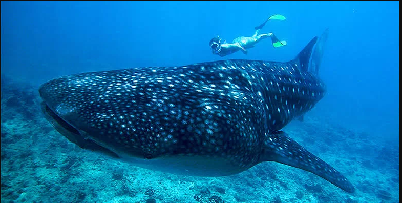 Tiburones ballena en peligro por colisión con embarcaciones
