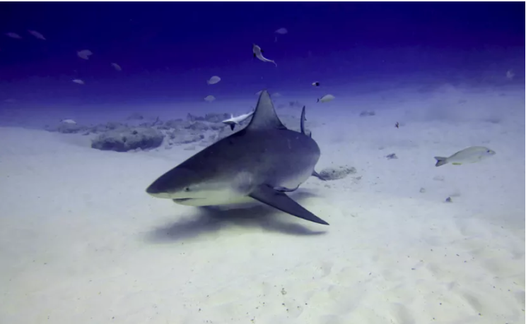 Tiburones y rayas del Caribe, abandonados a su suerte