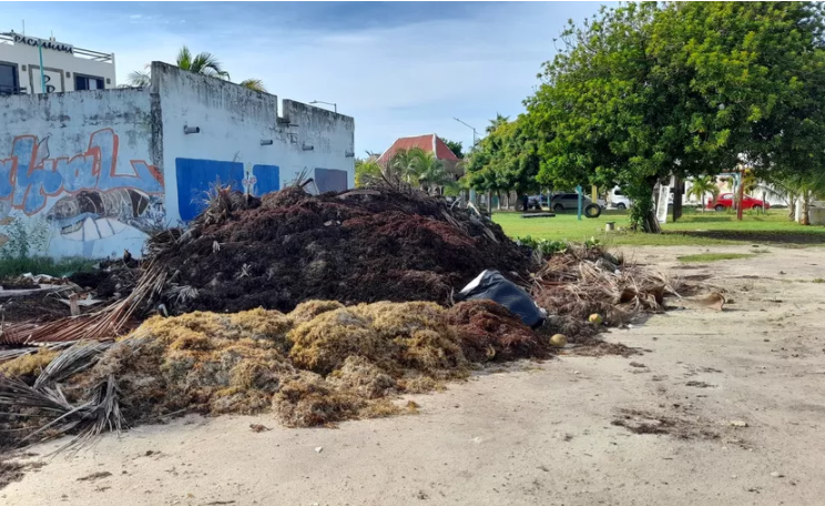 Toneladas de sargazo se pudren por falta de recursos y manejo ambiental