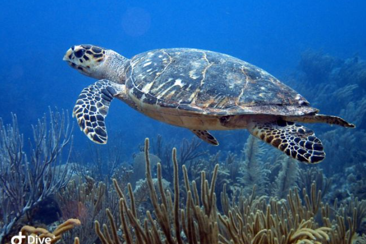 <a href="https://www.lajornadamaya.mx/quintana-roo/202736/tortuga-carey-en-peligro-critico-de-extincion#">Tortuga carey, en peligro crítico de extinción</a>