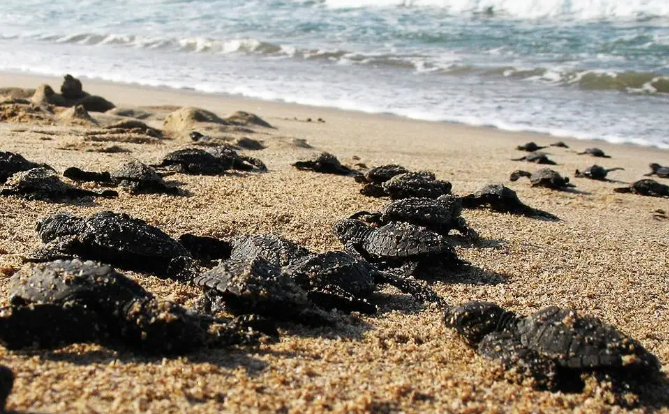 Tras reportes de robos y saqueos, son resguardadas tortugas en Tulum
