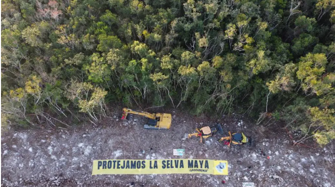 Tren maya causará un gran impacto a la vegetación del estado
