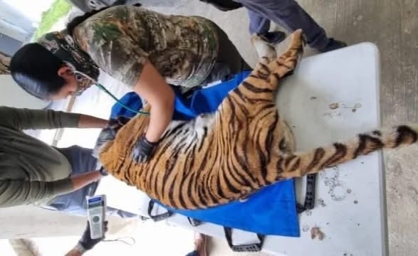 Un tigre de Bengala fue asegurado en un terreno semiabandonado de Cancún