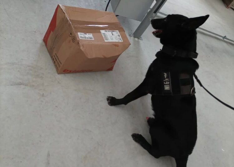 Unidad canina asegura droga en empresa de paquetería de Playa del Carmen