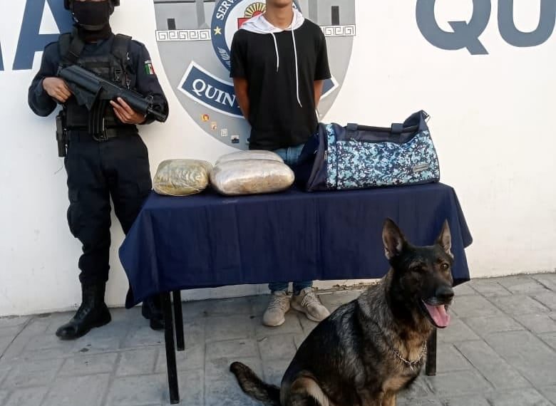 Unidad Canina detecta un paquete de drogas en la terminal de autobuses de Playa del Carmen