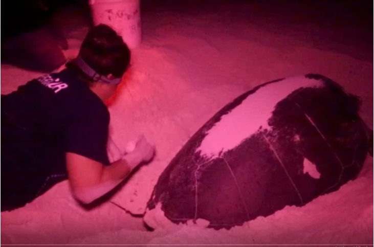 <a href="https://www.lajornadamaya.mx/quintana-roo/198889/van-3-mil-nidos-de-tortuga-marina-en-la-riviera-maya-esta-temporada#">Van 3 mil nidos de tortuga marina en la Riviera Maya esta temporada</a>