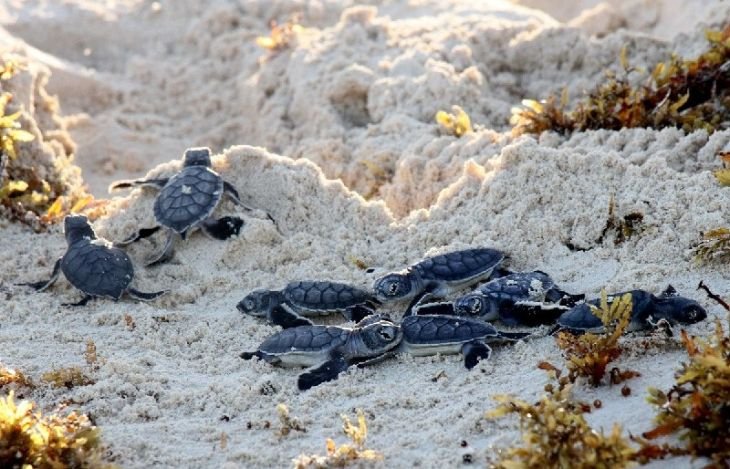 Van más de 4 mil nidos y cerca de 40 mil tortugas liberadas en Cozumel