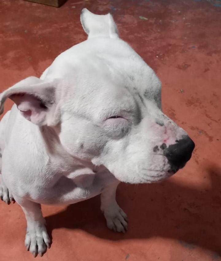 Vecino de la tercera edad le avienta ácido a una perrita que cuidaba la vivienda de su dueña