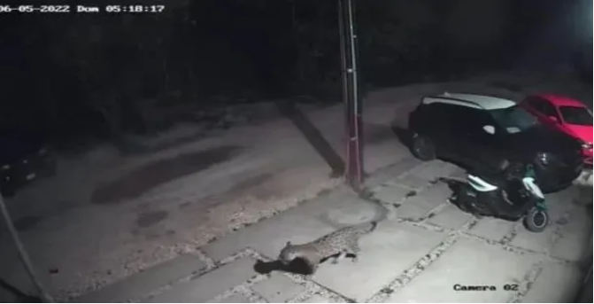 #VIDEO Captan a jaguar en colonia de Tulum