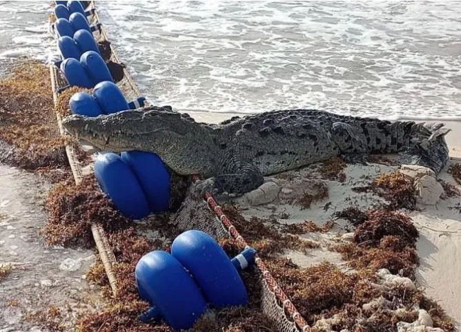 #VIDEO Enorme cocodrilo  pasea en las playas de Tulum 