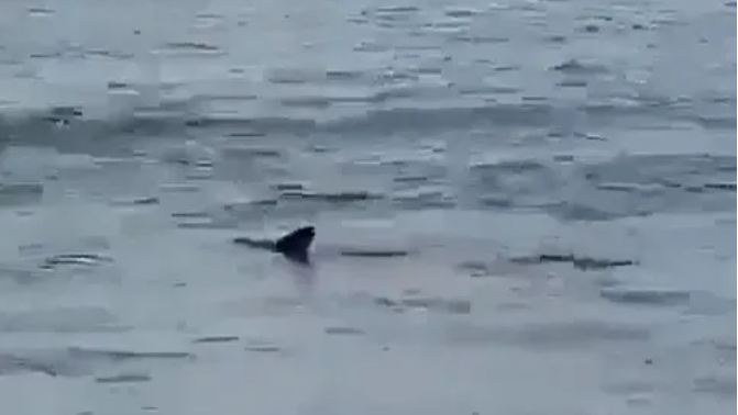 #VIDEO Es captado el nacimiento de tiburones martillo en Cozumel