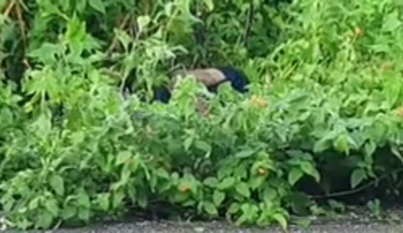 VIOLENTO INICIO DE SEMANA EN COZUMEL: Ejecutan a balazos a un joven en la carretera transversal de la isla, el primero del nuevo gobierno