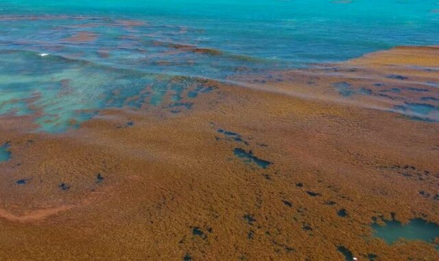 El sargazo en el Golfo de México se ha convertido en el nuevo foco de atención para especialistas